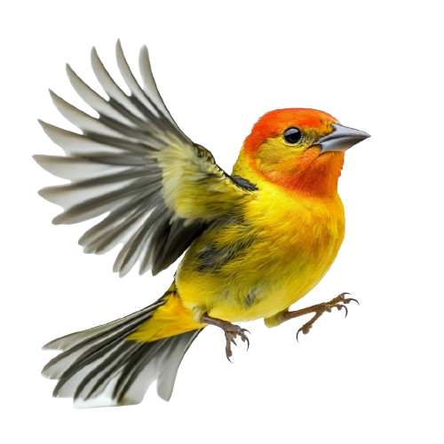 Беседа Птиц Беседа Птиц